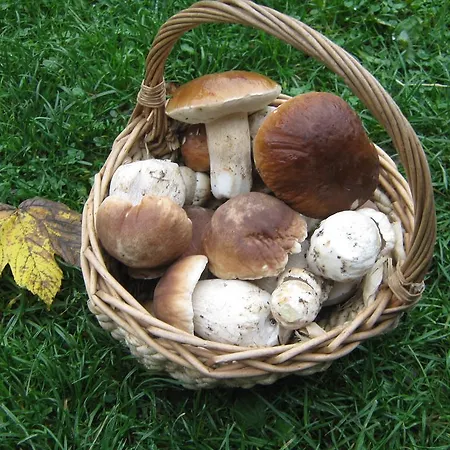 Vendégház Pod Dobakom Laziszkó