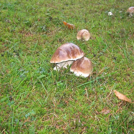Pod Dobakom Lazisko
