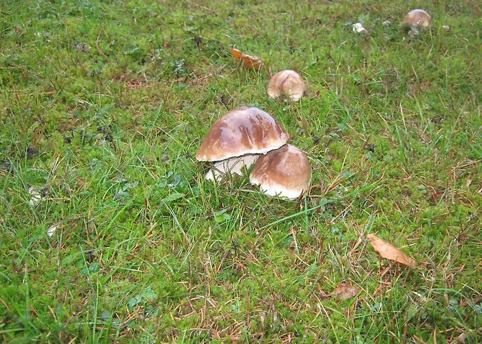 Pod Dobakom Lazisko